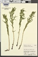 Lithospermum ruderale image