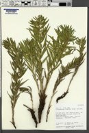 Lithospermum ruderale image