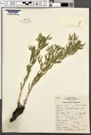 Lithospermum ruderale image