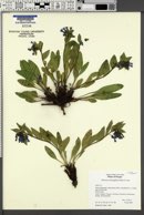 Mertensia oblongifolia image