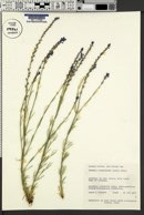 Verbena neomexicana image