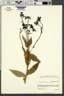 Mertensia paniculata image