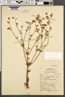 Eriogonum abertianum image