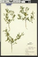 Crotalaria pumila image