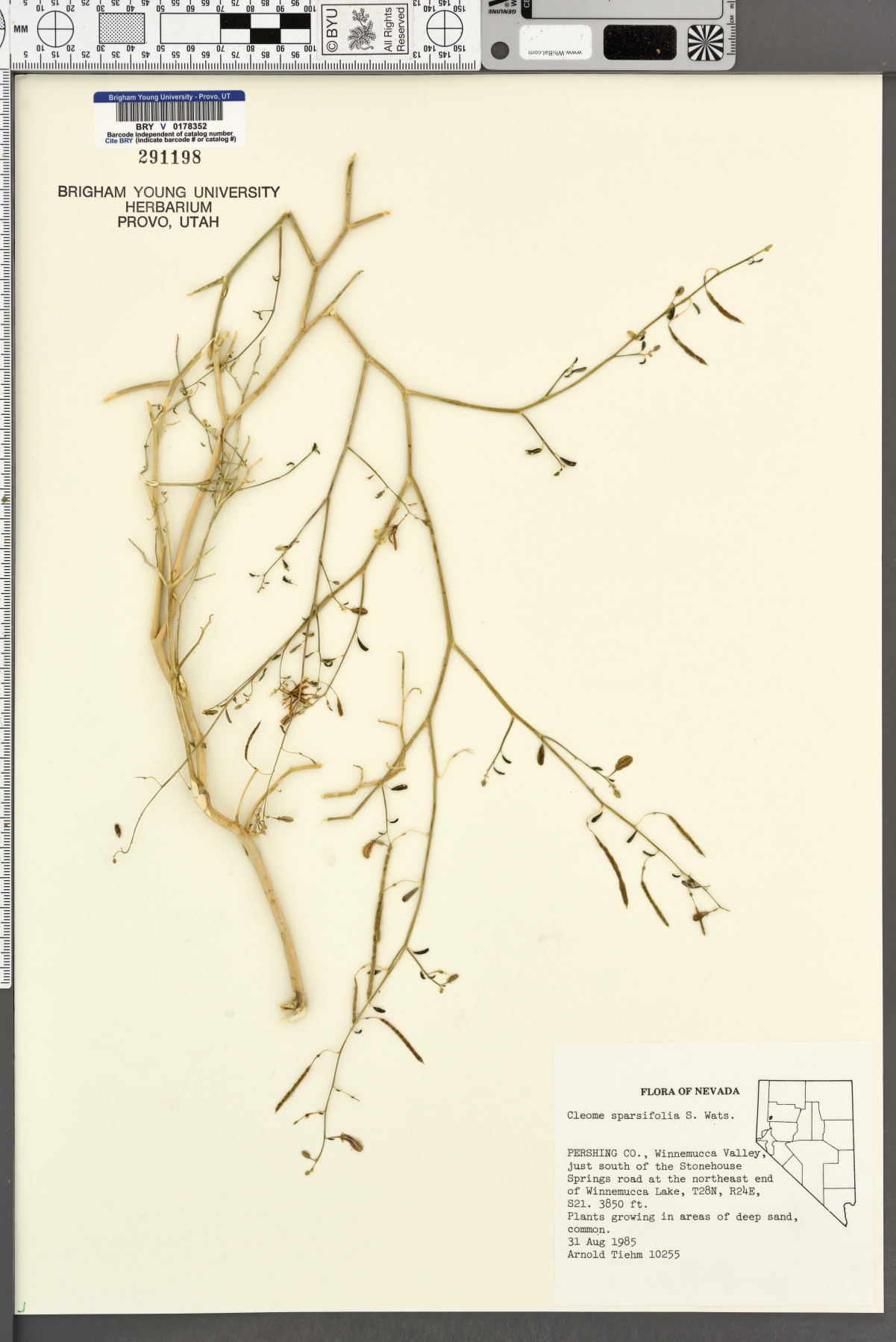 Carsonia sparsifolia image