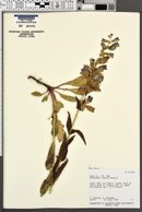 Penstemon laevis image