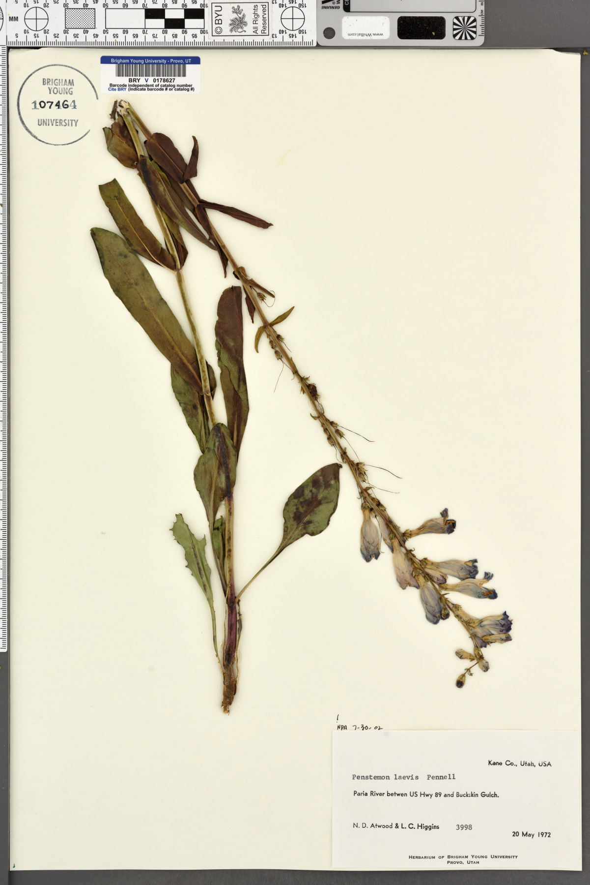 Penstemon laevis image