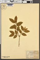 Lonicera canadensis image