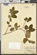 Lonicera canadensis image