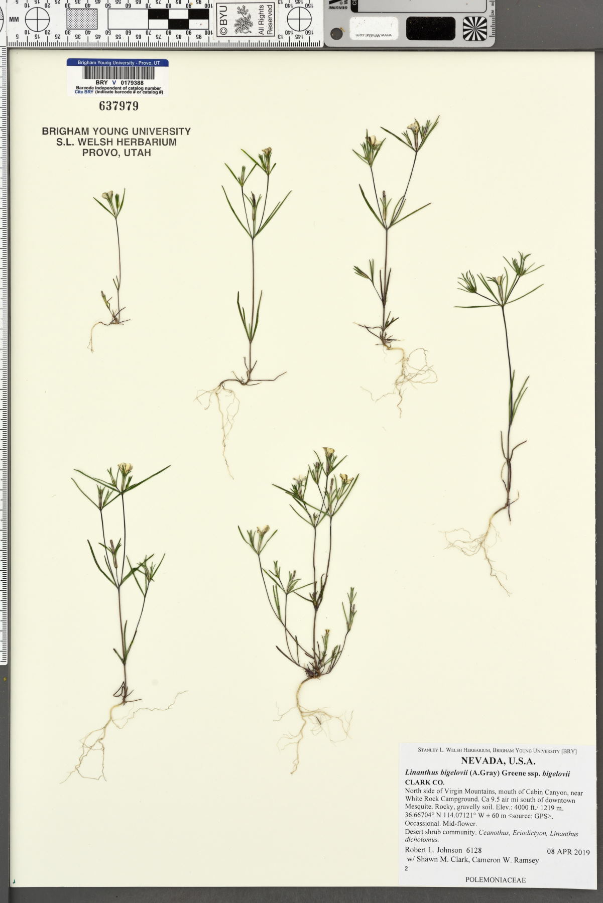 Linanthus bigelovii subsp. bigelovii image