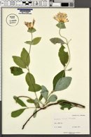 Lonicera ciliosa image