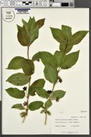 Lonicera involucrata image