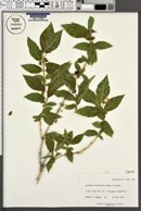 Lonicera involucrata image