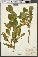 Lonicera involucrata image