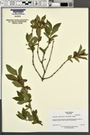 Lonicera involucrata image