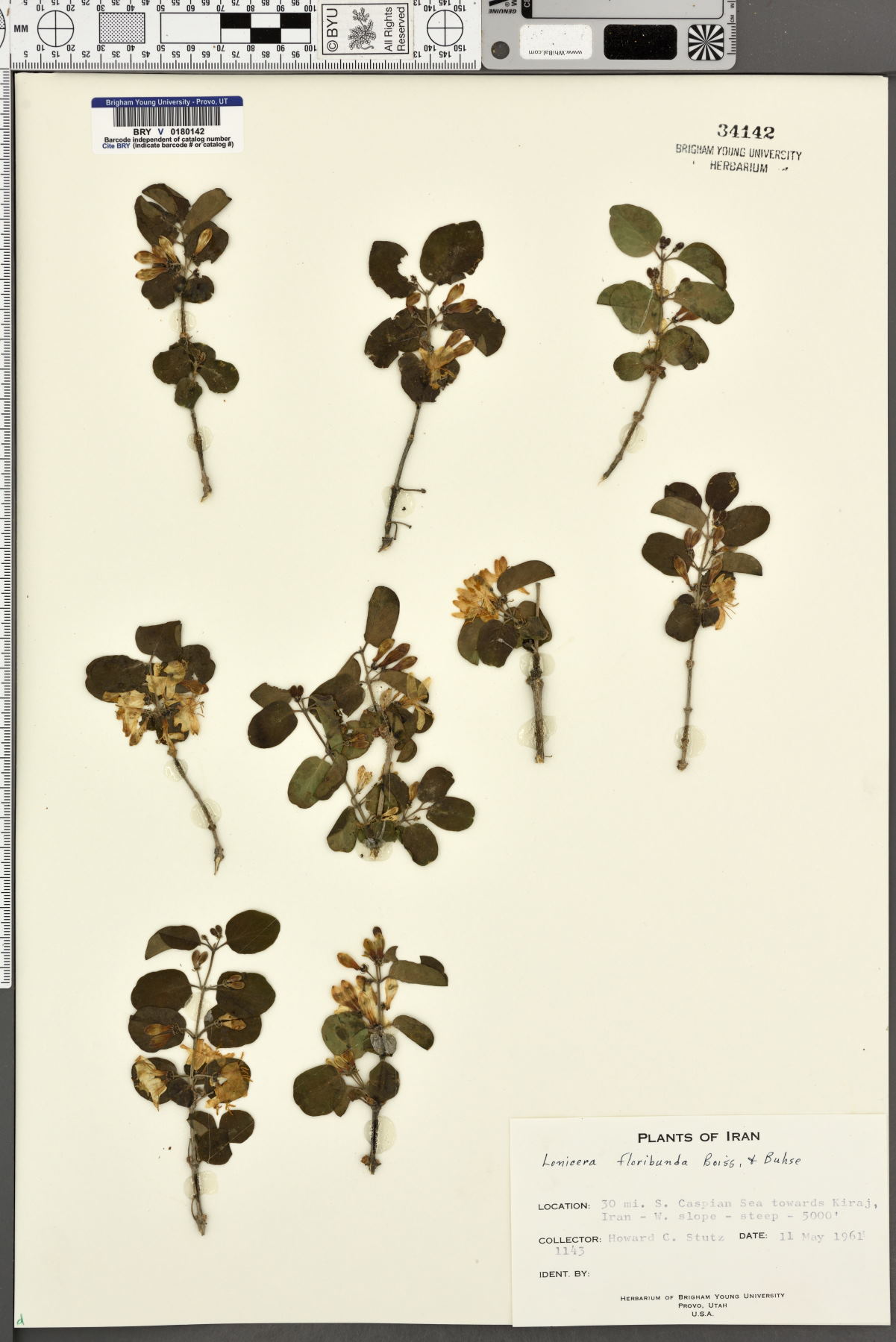 Lonicera floribunda image