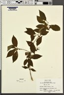 Lonicera vidalii image