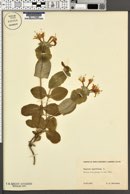 Lonicera caprifolium image