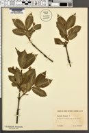 Lonicera alpigena image