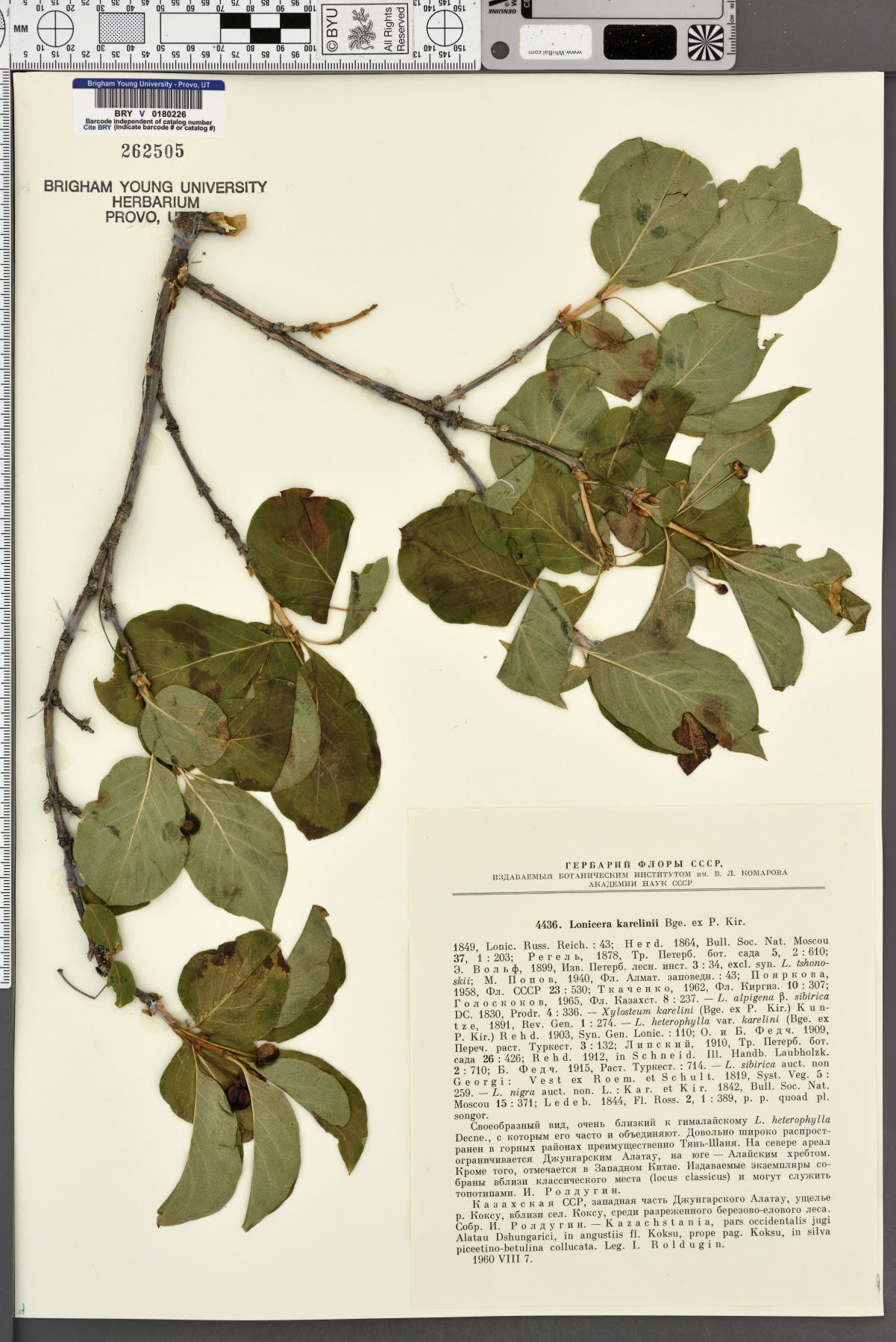 Lonicera webbiana image