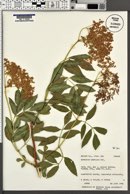 Sambucus cerulea image