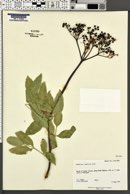 Sambucus cerulea image