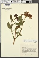 Sambucus cerulea image