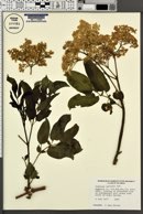 Sambucus cerulea image