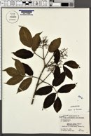 Sambucus racemosa subsp. racemosa image