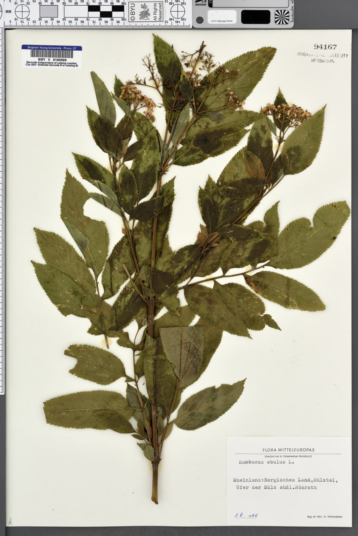 Sambucus ebulus image