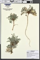 Astragalus concordius image