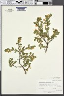 Symphoricarpos oreophilus image