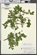 Symphoricarpos oreophilus image