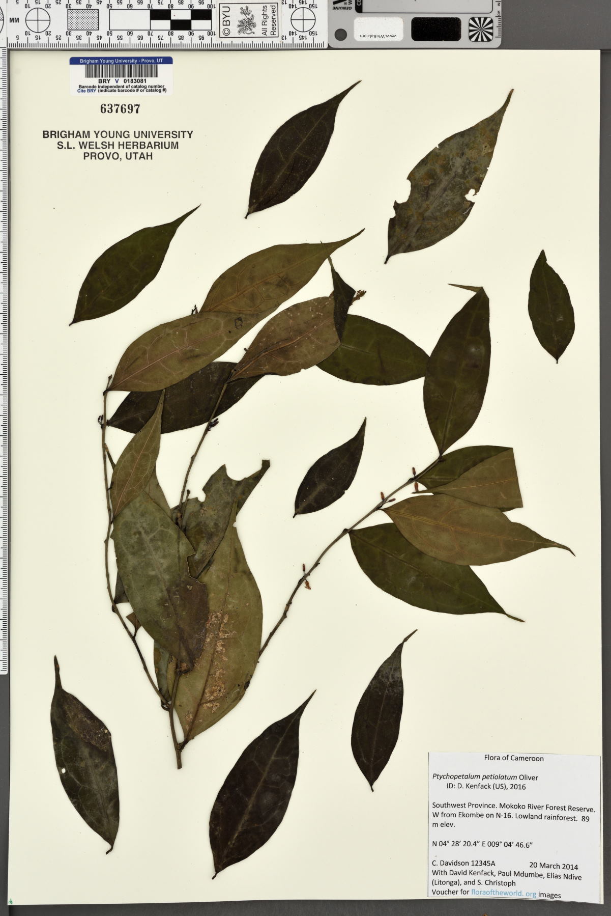 Ptychopetalum petiolatum image