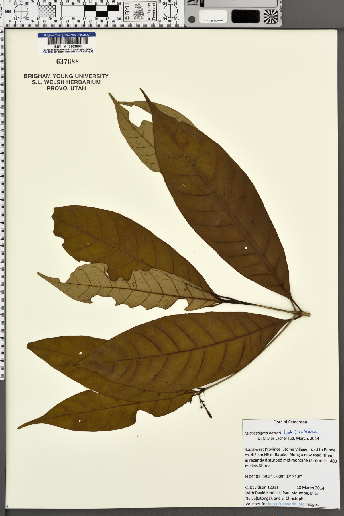 Mitriostigma barteri image