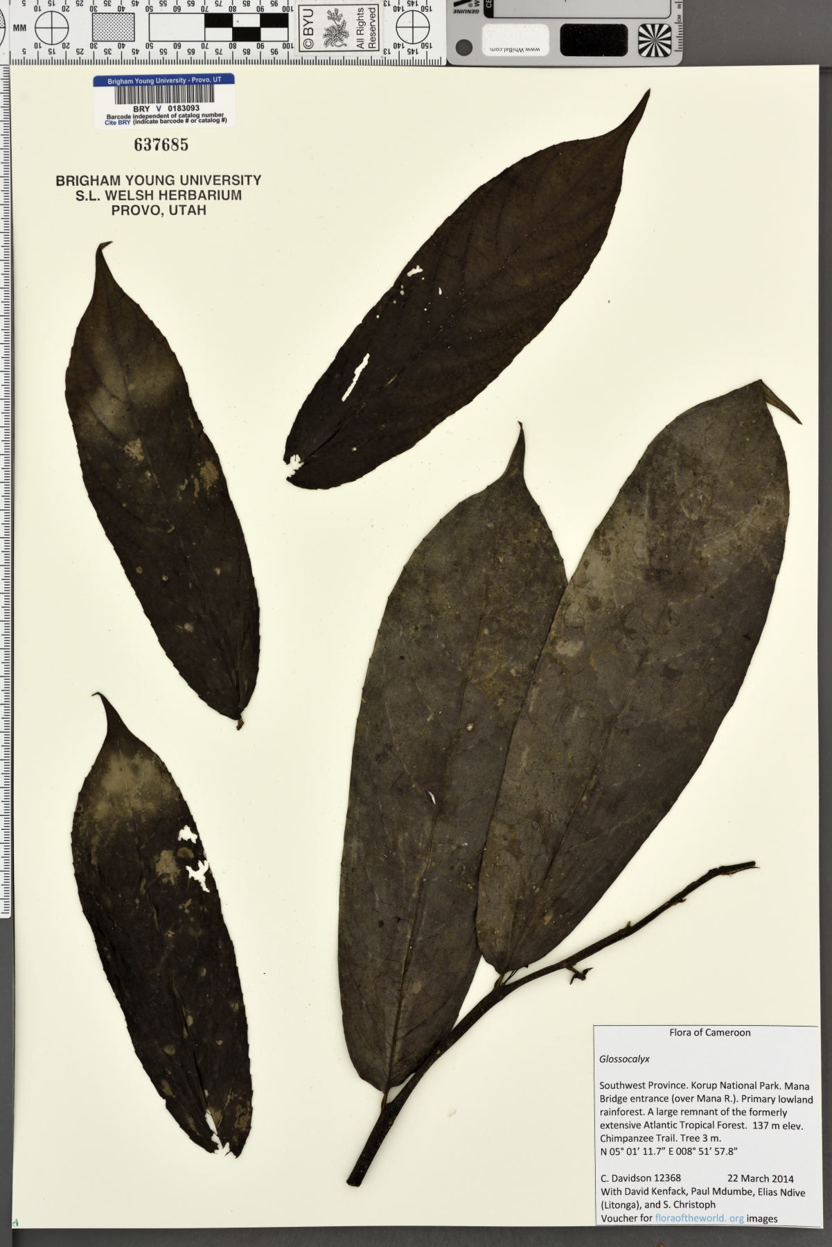Glossocalyx image