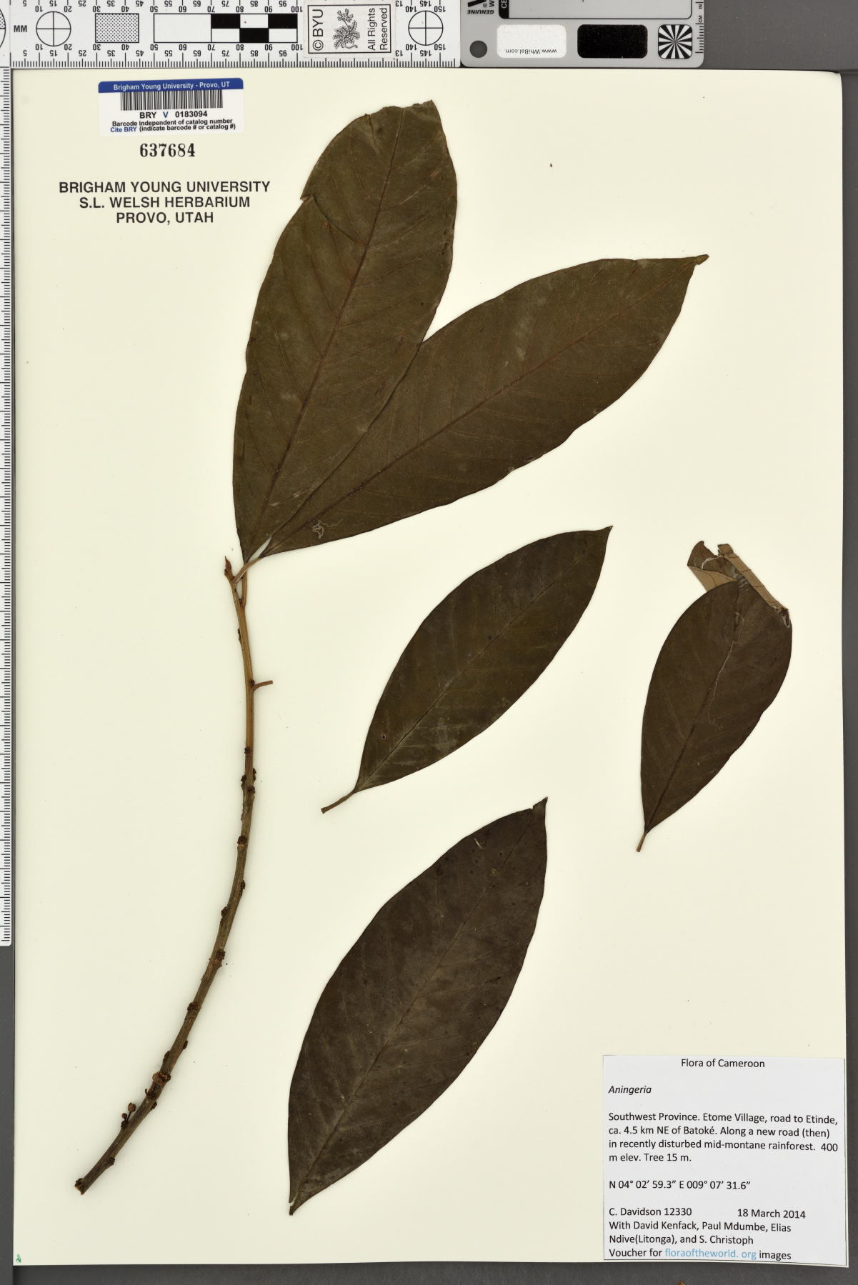 Aningeria image