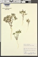 Eriastrum eremicum image