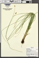 Carex hoodii image