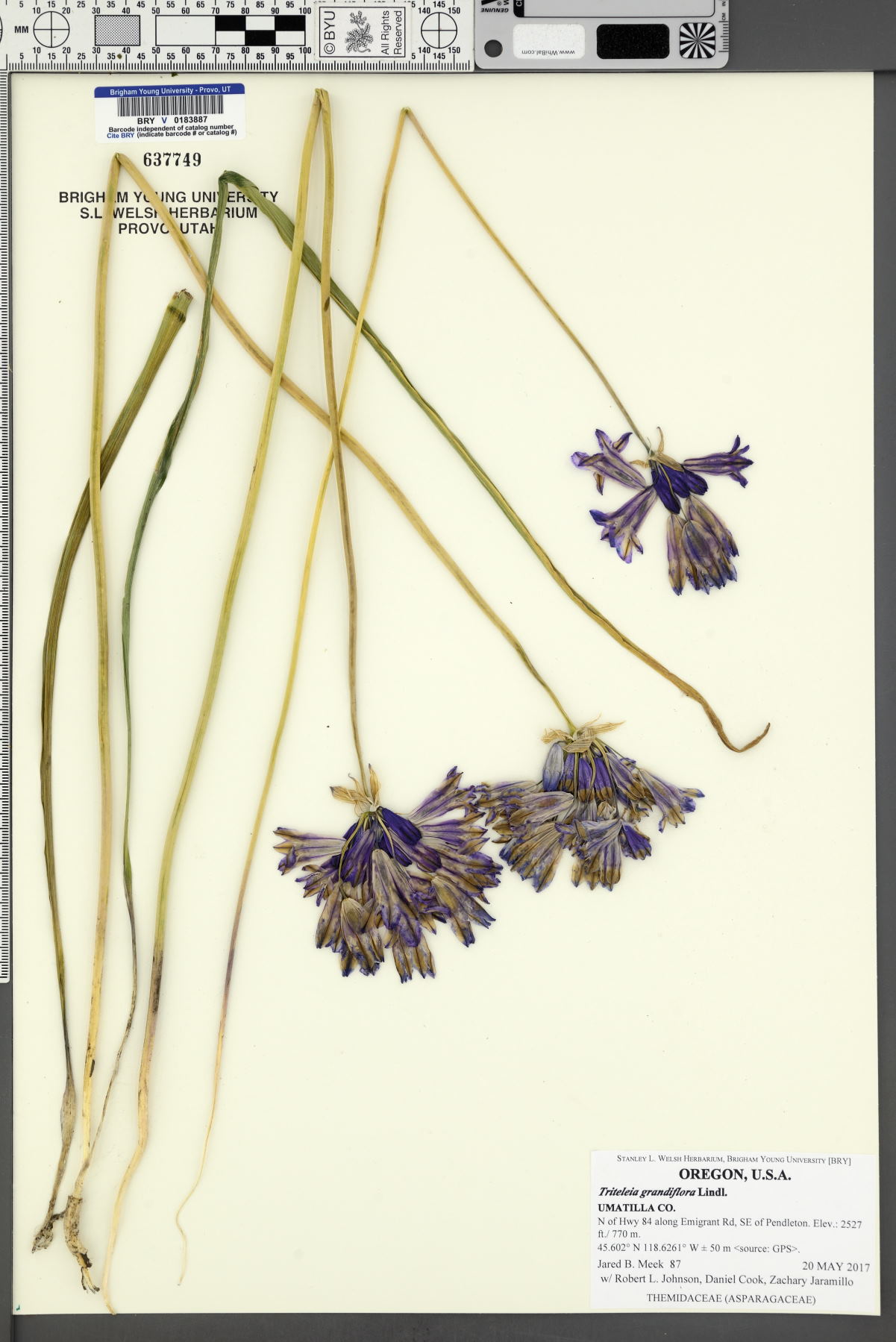 Triteleia grandiflora image