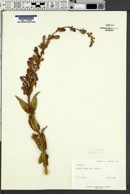 Penstemon laevis image