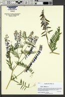 Vicia villosa image