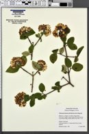 Viburnum burkwoodii image