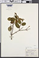 Viburnum plicatum image