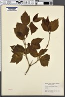 Viburnum pauciflorum image