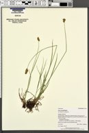 Carex hoodii image