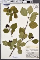 Crataegus douglasii image