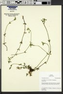 Cerastium arvense image