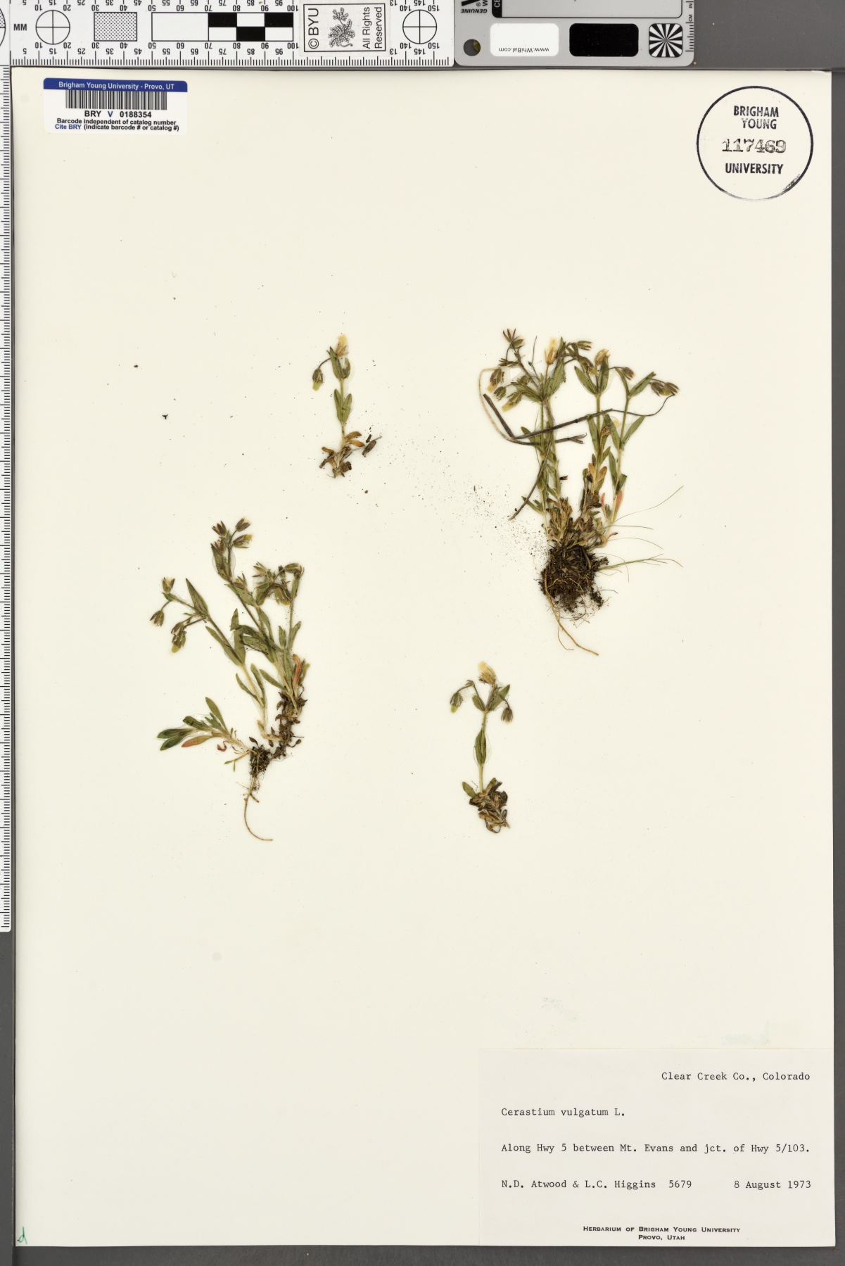 Cerastium glomeratum image