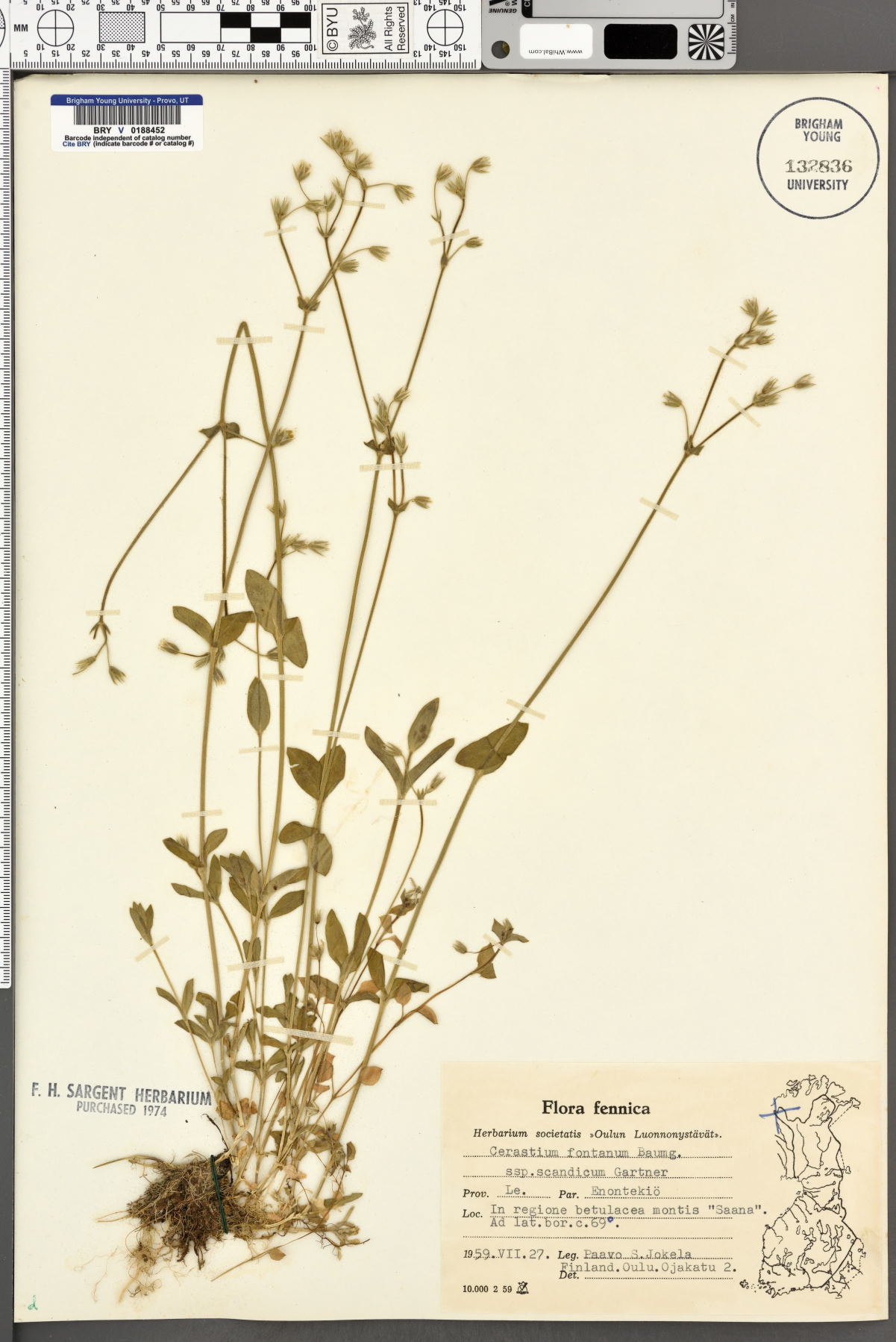 Cerastium fontanum subsp. fontanum image